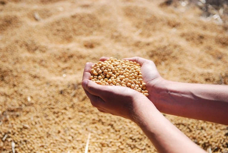 Produtora de soja brasileira é exemplo de preservação ambiental