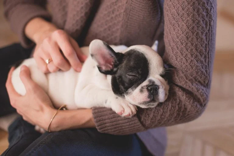 Governo dispensa testes em animais para vacinas de uso veterinário