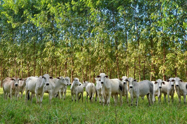 Agronegócio: Brasil é líder mundial em produção sustentável, afirma Ipea