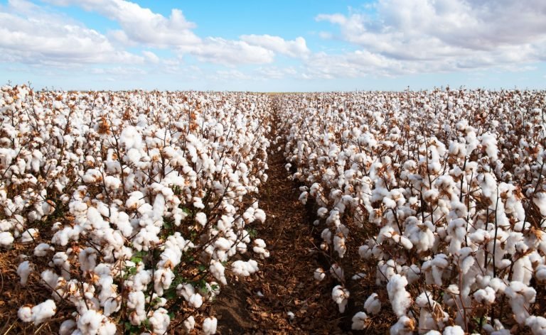 Produtividade das plantações de algodão do Brasil cresce mais de 10 vezes