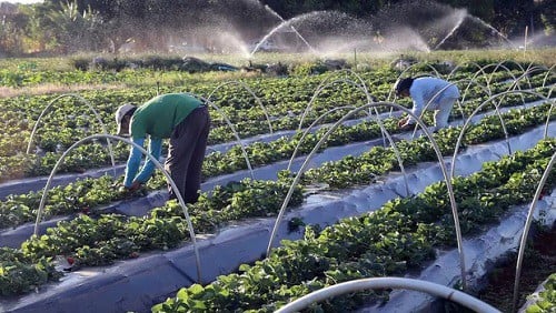 Plano Safra: cooperativa oferece 70% mais crédito para o agronegócio