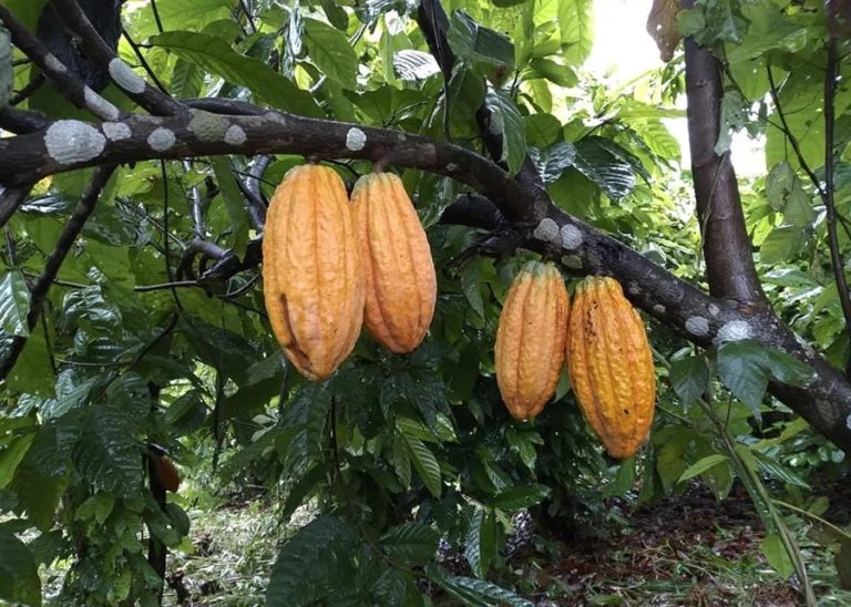 Agronegócio: cultivo de cacau recupera áreas degradadas no bioma Amazônia