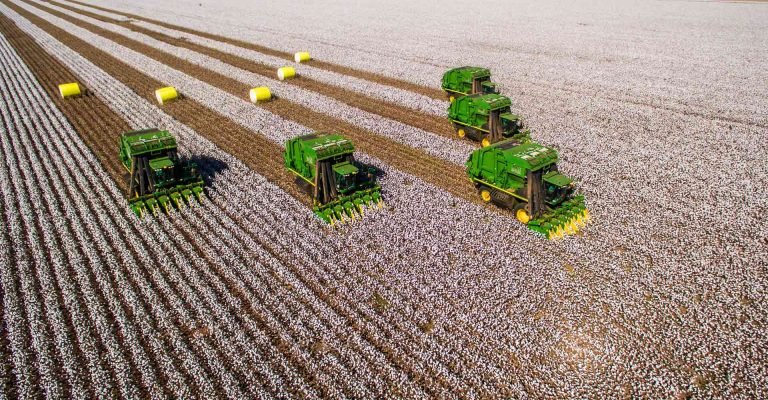 Valor da produção de algodão pode ser o maior da história