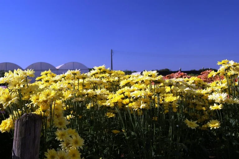 Floricultura brasileira gera R$ 7 bilhões em um ano